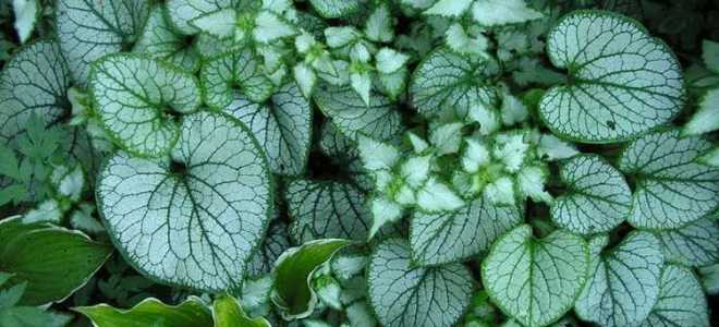 Что такое теневыносливые растения приведите примеры