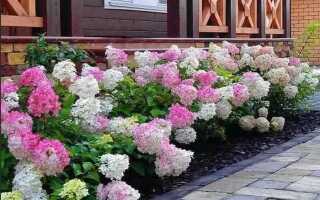 Что посадить рядом с перголой