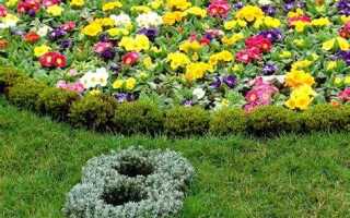 Какие цветы высаживают на клумбах в городе