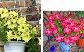 Как обрезать петунию тайдал в рассаде