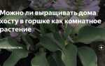 Как посадить хосту купленную в магазине весной