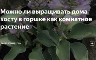 Как посадить хосту купленную в магазине весной