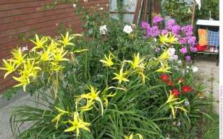 Какие растения цветут в июне июле августе