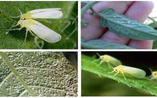 Чем обработать теплицу весной от белокрылки