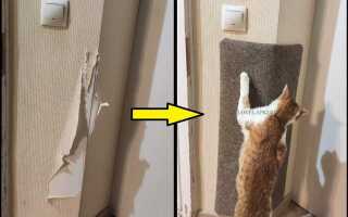 Какие обои выбрать чтобы не драл кот