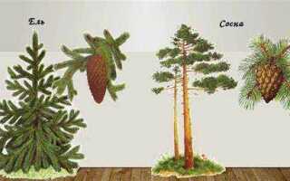 Что растет быстрее сосна или ель