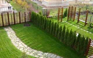 Живая изгородь из чего лучше сделать