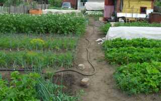 Что посадить в сыром месте на участке