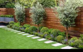 Какое дерево посадить на участке для красоты