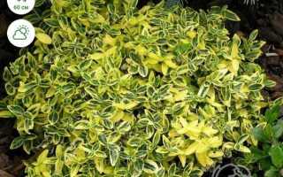 Бересклет форчуна как зимует в подмосковье