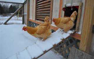 Как утеплить курятник на зиму своими руками