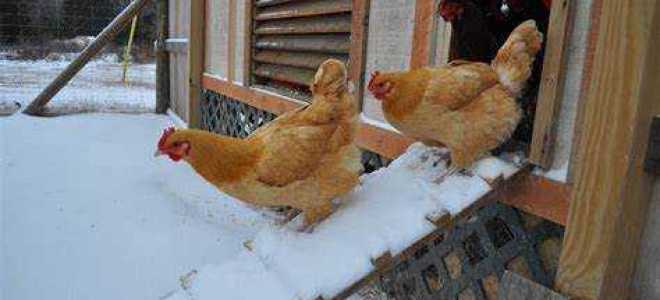 Как утеплить курятник на зиму своими руками