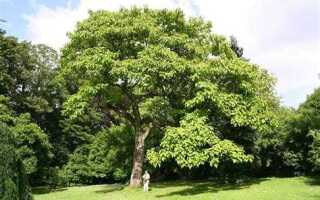 С какого диаметра дерево считается деревом