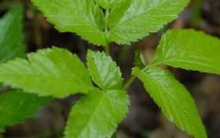 Как выглядит сныть трава фото и описание где растет