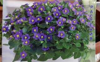 Какие цветы легко вырастить из семян