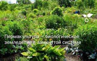 Пермакультура что это такое простыми словами