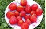 Какая клубника самая сладкая и ароматная