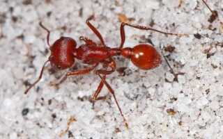 Какие растения не любят муравьи на огороде