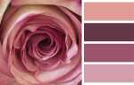 Цвет пыльная роза с чем сочетается