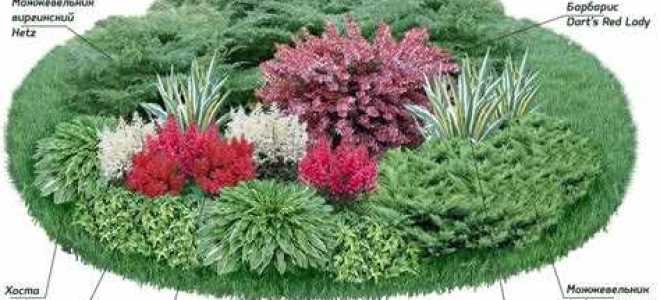 Как распределить цветы на клумбе фото схемы