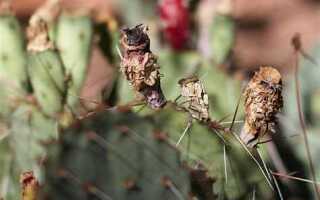 Цветы которые стелятся ковром фото и названия