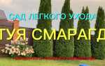 Какую тую лучше посадить для живой изгороди