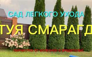 Какую тую лучше посадить для живой изгороди