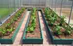 Как расположить грядки в теплице 3 на 6