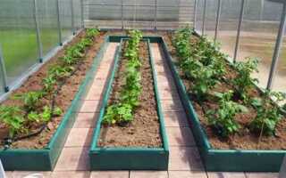 Как расположить грядки в теплице 3 на 6