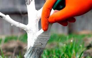 Что добавить в побелку для деревьев чтобы дольше держалась