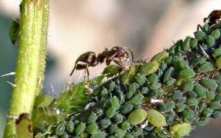 Шампунь от блох от тли как разводить