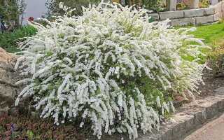 Какие кустарники неприхотливые посадить на участке