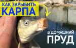 Как быстро растет карп в пруду