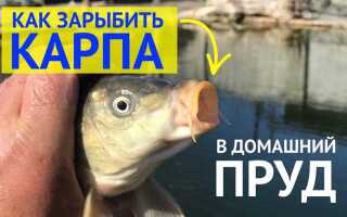 Как быстро растет карп в пруду
