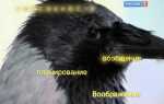 Как называют ворону сидящую на проводах