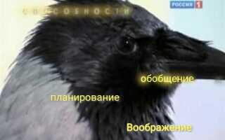 Как называют ворону сидящую на проводах