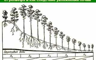 Как ограничить рост сосны в высоту