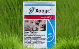 Скор или хорус что лучше применять