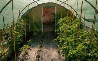 Почему важно поддерживать температуру в теплице постоянной