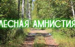 Лесная амнистия в московской области в чем заключается