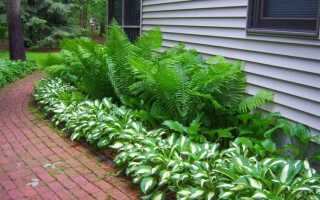 Клумба из хост как красиво сделать