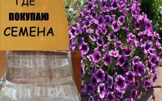 Где лучше покупать семена овощей отзывы