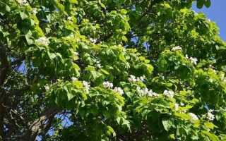 Катальпа когда появляются листья после зимы