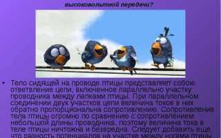 Почему птиц не бьет током на проводах