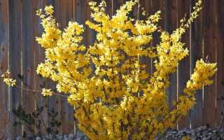 Как называется кустарник с желтыми цветами