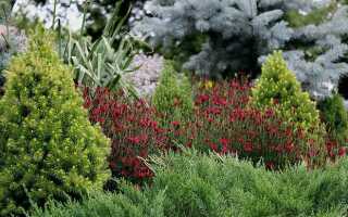 Какую сосну лучше посадить на садовом участке