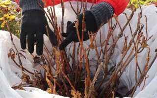 Как реанимировать крупнолистную гортензию после заморозков