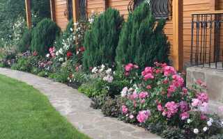 Что посадить между розами для красивого фона