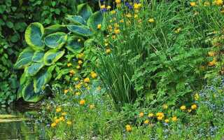 Какие растения посадить у пруда на даче