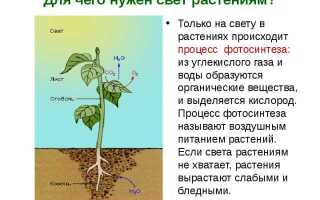Белый свет для растений для чего нужен